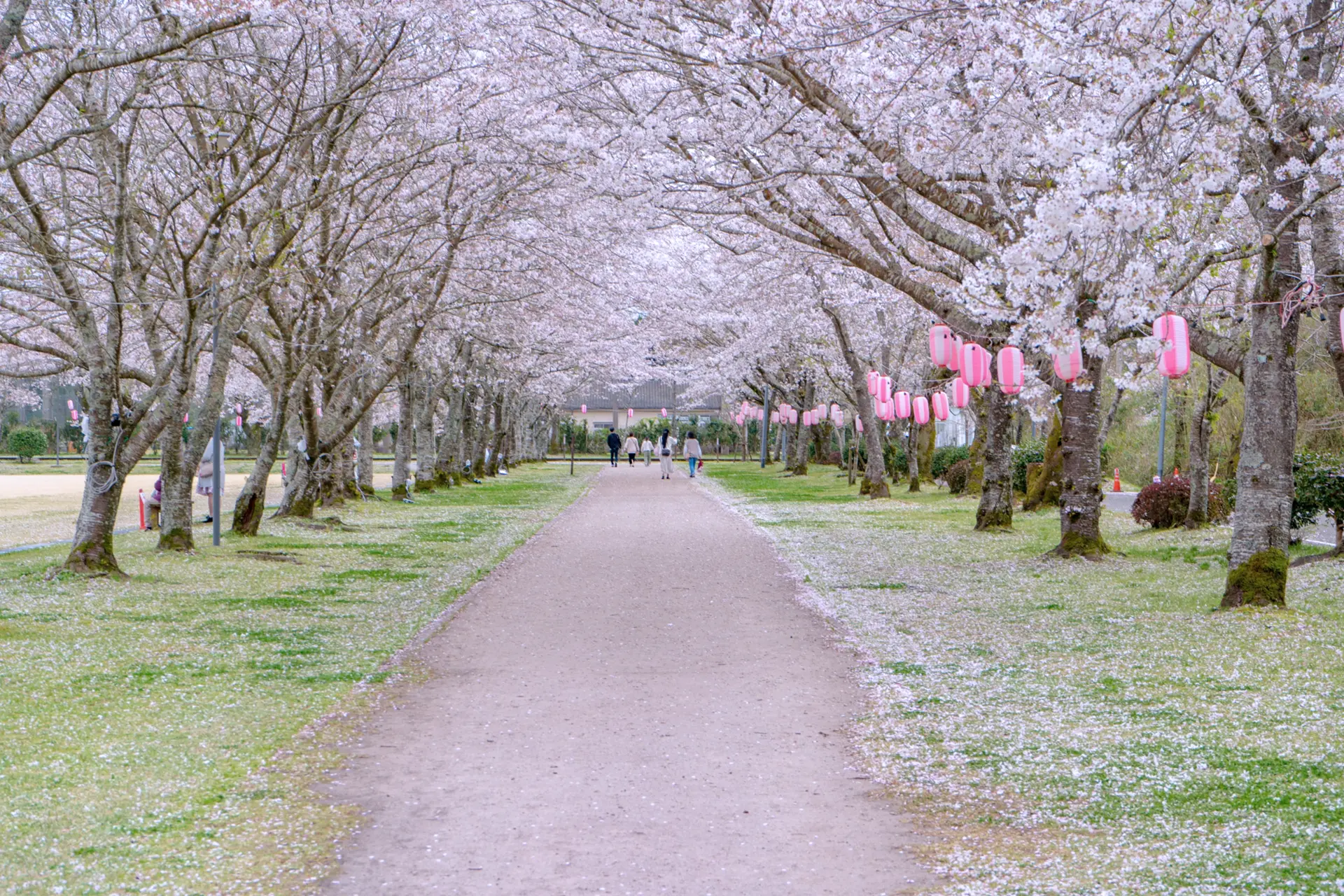 忠元公園桜並木